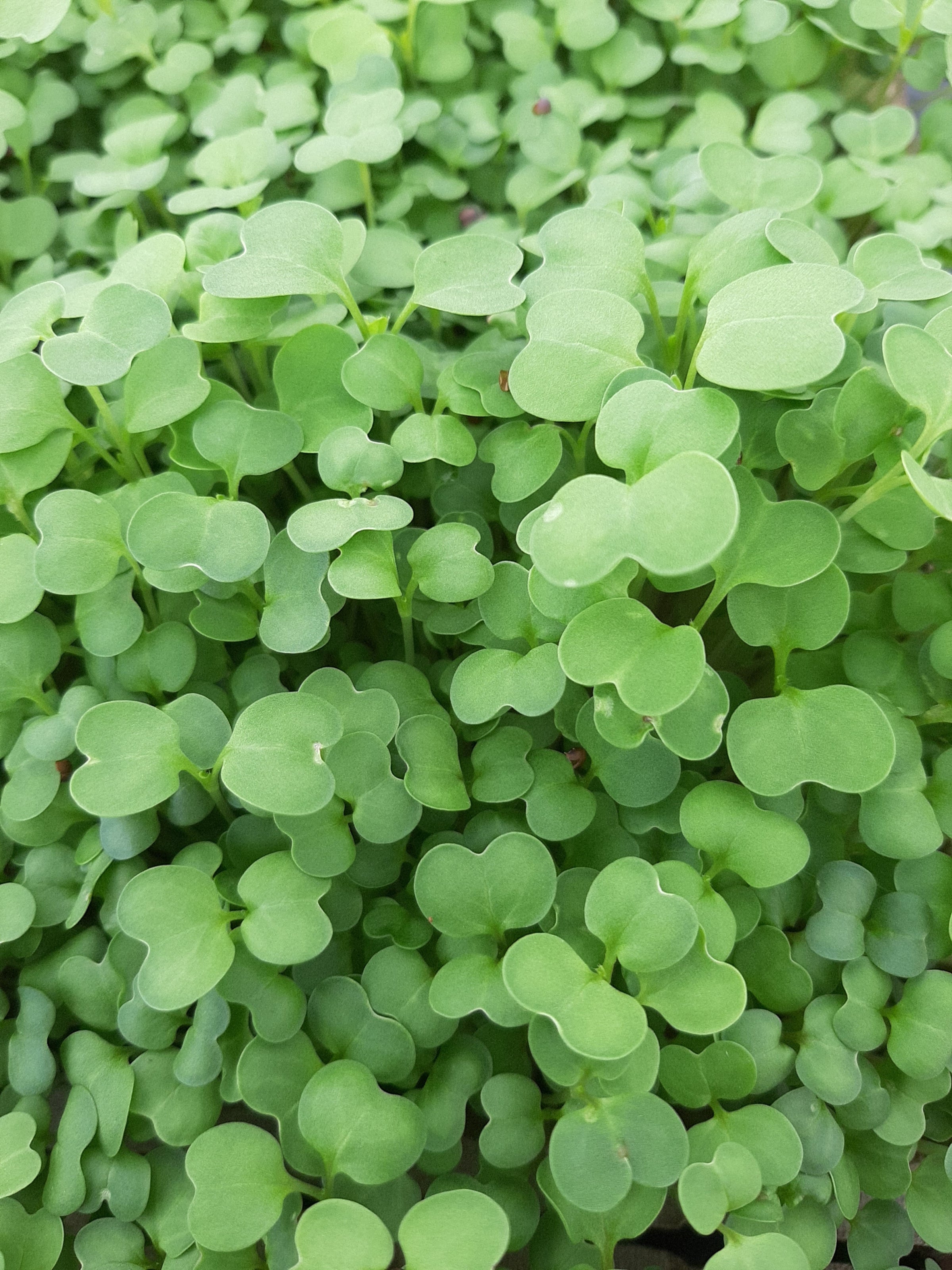 Micro Kale | The Local Farm Ltd. Micro Kale | The Local Farm Ltd.